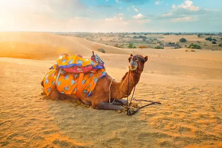 Golden City to Golden Dunes — An Exclusive Escape into the Heart of the Thar in Jaisalmer and the Thar Desert