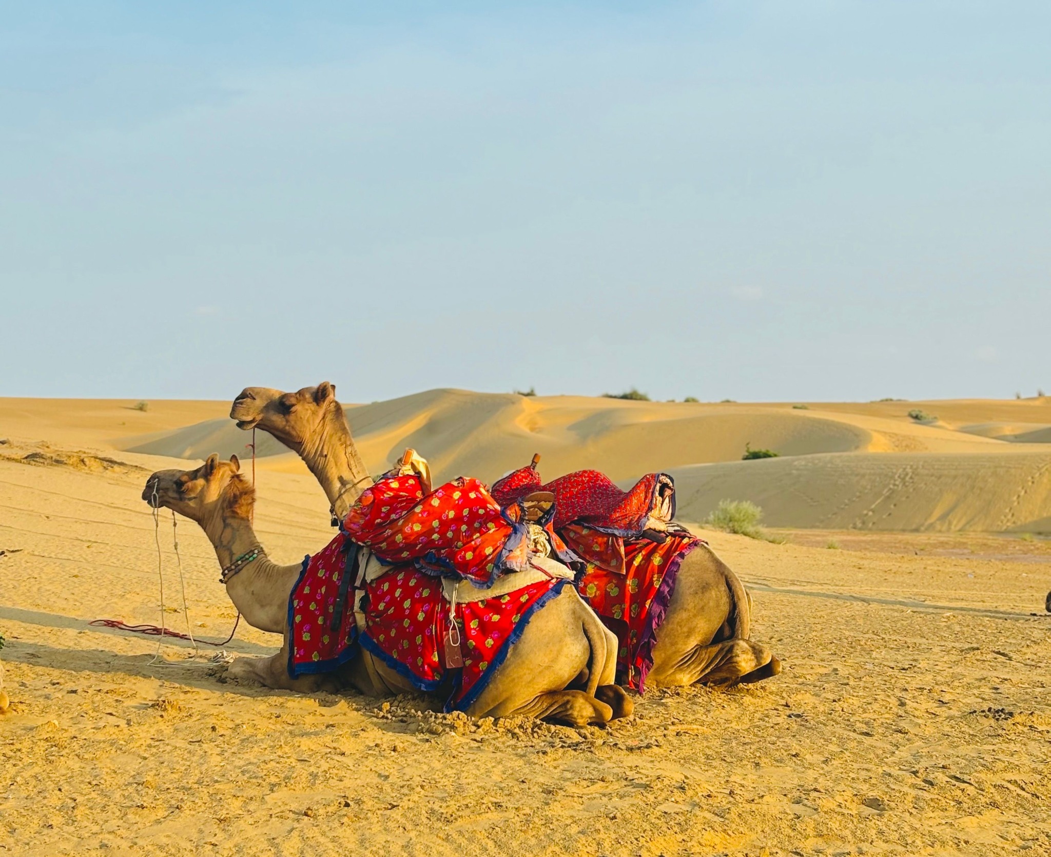 Desert Camel Safari - A Timeless Journey Across the Golden Dunes in Jaisalmer and the Thar Desert